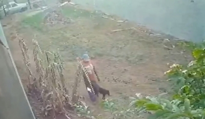 ​Homem é multado em R$ 3 mil após abusar de cadela prenha