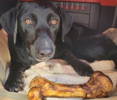 ArraiAu Pet levará muita diversão à tutores e seus melhores amigos 