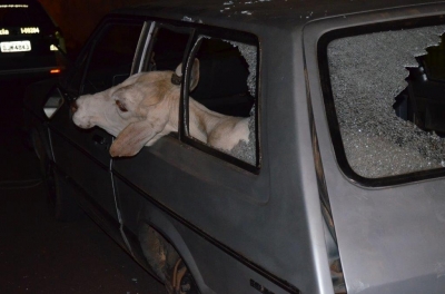 Polícia flagra furto de gado na região