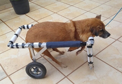 Idoso fabrica e doa cadeiras de rodas para pets com deficiência