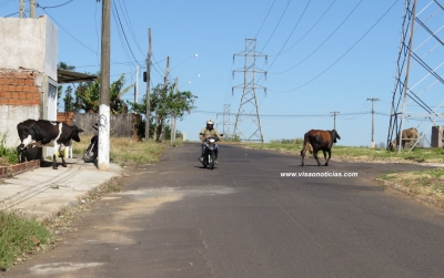 Vacas soltas: risco de acidentes na zona Norte