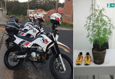 Jovem é detido com pé de maconha