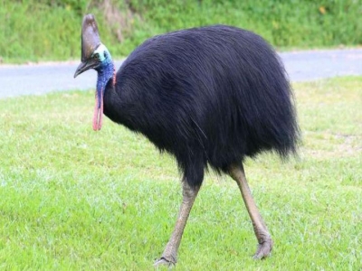 Casuar: a ave que está entre as mais perigosas do mundo e matou seu dono
