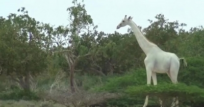 Caçadores matam duas das últimas três girafas brancas do mundo