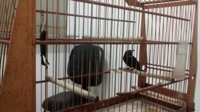 Polícia Ambiental resgata pássaro em Marília