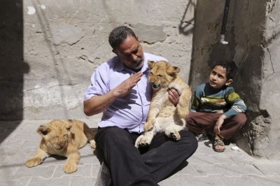 Família palestina cria filhotes de leão
