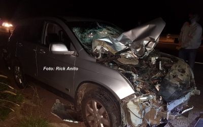 Cavalo provoca acidente na SP-294 em Marília