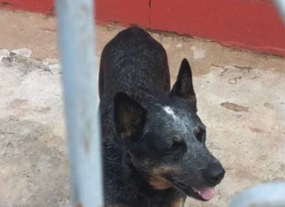 Vizinho furta cachorro avaliado em R$ 2 mil muda de cidade com o animal