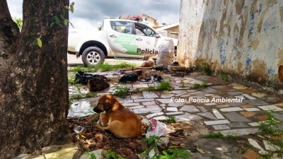 Mulher é multada em R$ 9 mil por abandonar cães em Marília