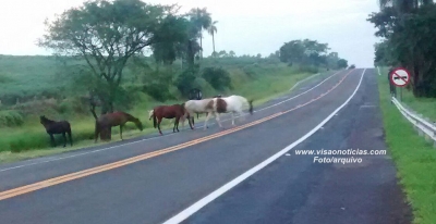 Saiba o que fazer ao identificar animais nas estradas
