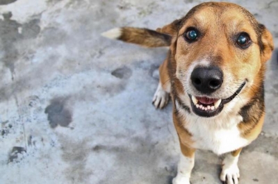 Evento "Feriado Animal" será realizado em Marília