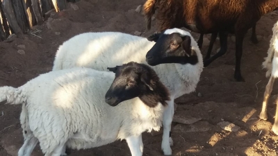 Dupla é presa após furto de carneiros