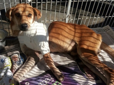 Cachorro é baleado e terá que amputar a pata
