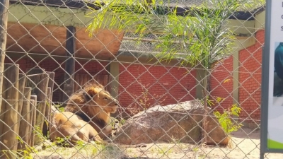 Leão que vivia no zoológico de Bauru morre aos 13 anos 