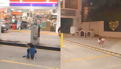Posto de combustível dá casinha e roupas de frio pra cães de rua