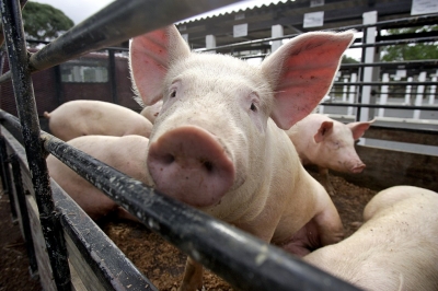 Homem é preso acusado de furtar porco