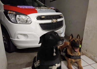 Com apoio de cães farejadores, Polícia Militar prende mulher com drogas e dinheiro no CDHU