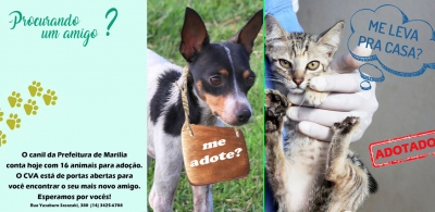 Centro de Vigilância Ambiental faz campanha para adoção de animais em Marília