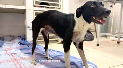 Morre cachorrinha que foi salva após cair em penhasco em Marília