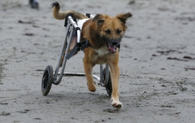 Cães paraplégicos ganham cadeira de rodas