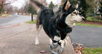 Cachorro sem patas ganha prótese 3D e corre pela primeira vez