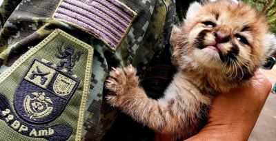 Filhote de onça parda no meio de canavial na região