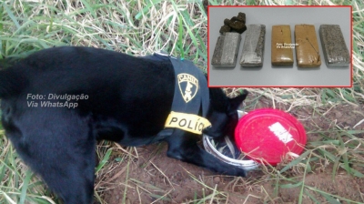 Força Tática apreende mais droga enterrada