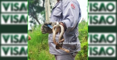 Chuva faz aumentar risco de cobras na periferia. Bombeiros capturam jararaca na zona sul