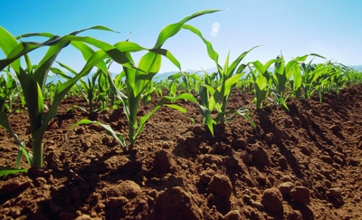 Caixa reduzirá juros de crédito rural neste mês