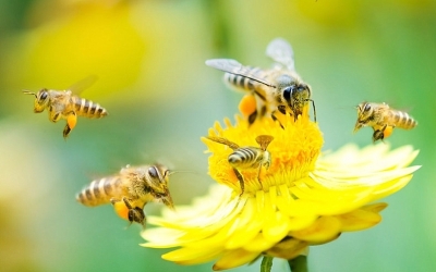 Projeto Doce tem autorização do Estado para uso de abelhas sem ferrão