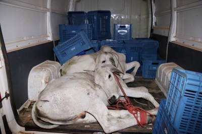 Homens são presos transportando gado furtado