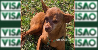 Família paga R$ 10 mil de recompensa por cãozinho desaparecido em Marília