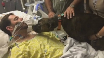 Hospital permite que cadela se despeça do dono à beira da morte 