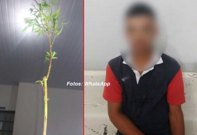Rapaz "se entrega" ao transportar vaso de maconha