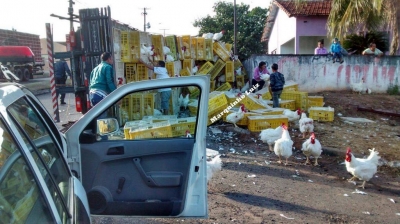 Caminhão tomba e espalha carga de frangos e galinhas