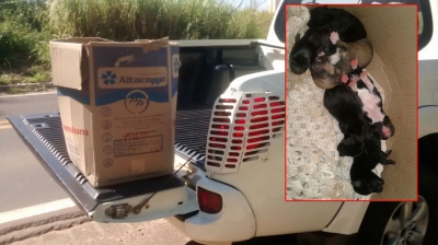Polícia Ambiental resgata filhotes abandonados na SP-294 em Marília