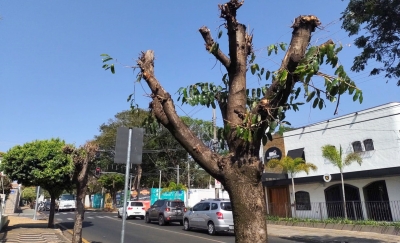 Secretaria do Meio Ambiente de Marília orienta população sobre a poda correta de árvores