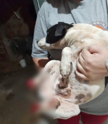 Cachorrinho tem patas arrancadas e jogadas no portão da casa da sua tutora