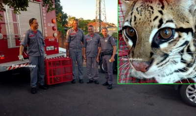 Bombeiros de Marília capturam jaguatirica na região