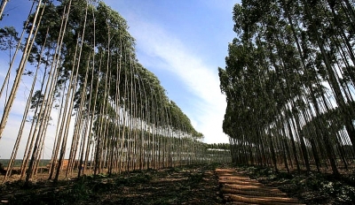 Indústria de celulose abre quase 400 vagas de emprego nas regiões de Marília e Bauru