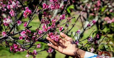 Garça anuncia programação deste ano do Cerejeiras Festival 