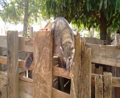 Polícia Ambiental resgata quati e araras
