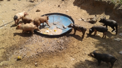 PM flagra criação de porcos em área de preservação