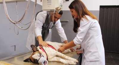 Programa de Aprimoramento em Medicina Veterinária da Unimar está com as inscrições abertas