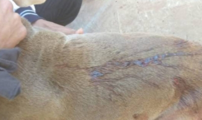 Homem é preso por esfaquear cachorro que deu de presente para ex-companheiro