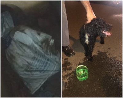 Cão amarrado em sacola é resgatado de bueiro na região