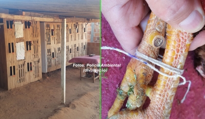 Rinha de galos dá multa de R$ 15 mil, na região