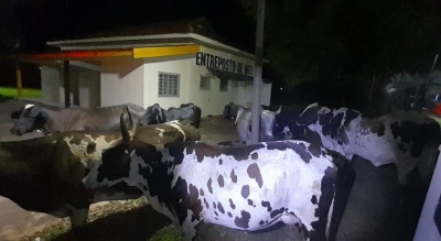 Polícia Militar recupera em Marília gado avaliado em R$ 46 mil