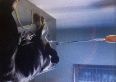 Cachorra resgatada ao ser abandonada e sofrer maus-tratos morre após 8 dias internada em Marília