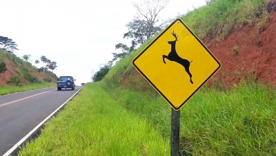 Identificou animais nas pistas? Saiba o que fazer
